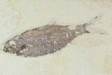 Fossil Fish Plate (Diplomystus & Knightia) - Wyoming #93998-3